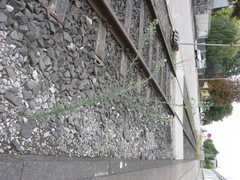 Erigeron bonariensis