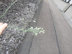 Erigeron bonariensis