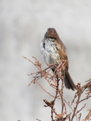 Melospiza melodia