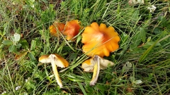 Hygrocybe