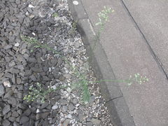 Erigeron bonariensis