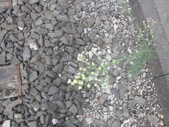 Erigeron bonariensis