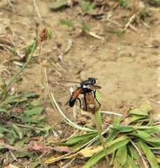 Cylindromyia bicolor