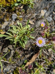 Erigeron alpinus