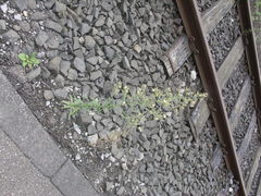 Erigeron sumatrensis