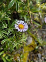 Erigeron alpinus
