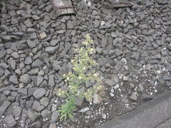 Erigeron sumatrensis