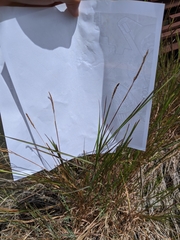 Rottboellia cochinchinensis