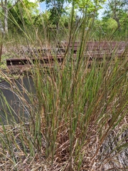 Rottboellia cochinchinensis