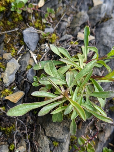 Image of Erigeron glabratus by (c) Denis Bastianelli, some rights reserved (CC BY)