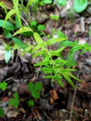 Melampyrum sylvaticum