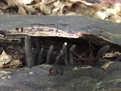 Xylaria longiana