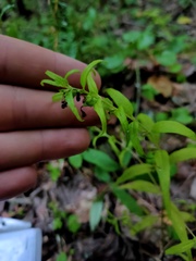 Melampyrum sylvaticum