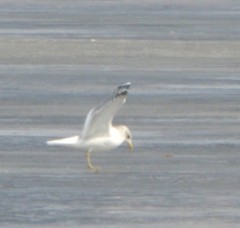 Larus canus heinei
