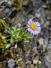Erigeron alpinus