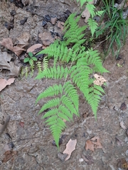 Macrothelypteris