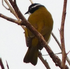 Melithreptus albogularis