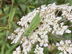 Ephippiger diurnus diurnus