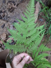 Macrothelypteris