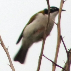 Melithreptus albogularis