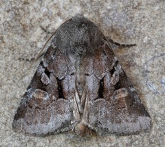 Oligia minuscula