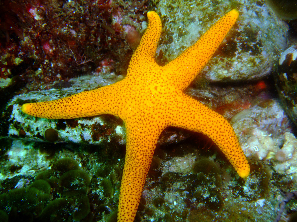 Many-spotted seastar