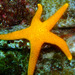 Many-spotted Seastar - Photo (c) seaborn, some rights reserved (CC BY-NC)