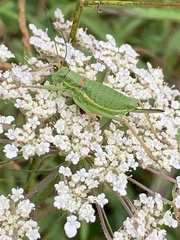 Ephippiger diurnus diurnus