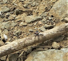 Cylindromyia bicolor