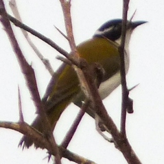Melithreptus albogularis
