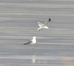 Larus argentatus vegae