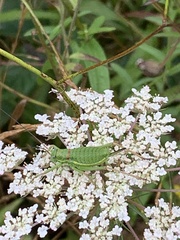 Ephippiger diurnus diurnus