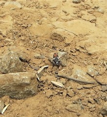 Cylindromyia bicolor