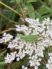 Ephippiger diurnus diurnus