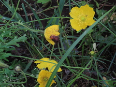 Papaver microcarpum