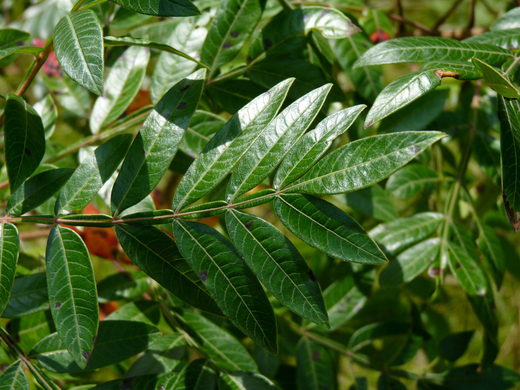 shining sumac (Farmerville meadow) · iNaturalist