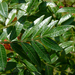 Rhus copallinum - Photo (c) Dendroica cerulea,  זכויות יוצרים חלקיות (CC BY-NC-SA)