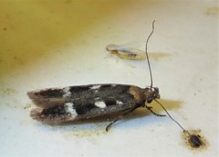 Filatima