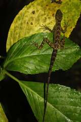 Anolis aequatorialis