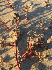 Blutaparon portulacoides