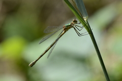 Lestes sponsa