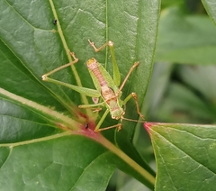 Leptophyes punctatissima