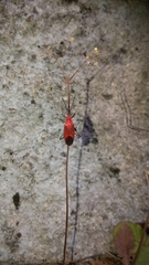 Leptocoris vicinus