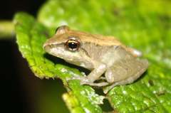 Pristimantis laticlavius
