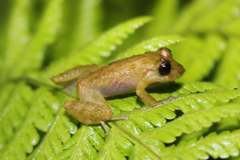Pristimantis pteridophilus