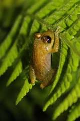 Pristimantis pteridophilus