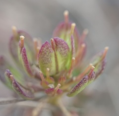 Iberis procumbens