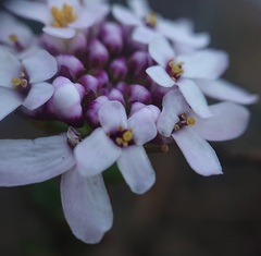Iberis procumbens