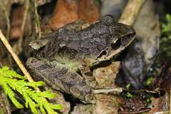 Pristimantis w-nigrum