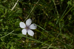 Linum tenuifolium